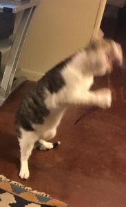 12289619_917989048282303_1429089758568478588_n