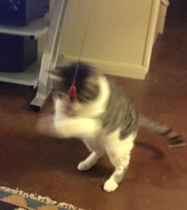 12295406_917989074948967_252347720172838351_n