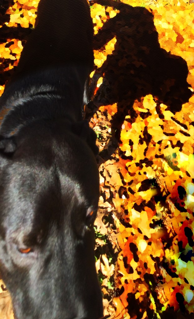 Compost Dog Glad to See Human